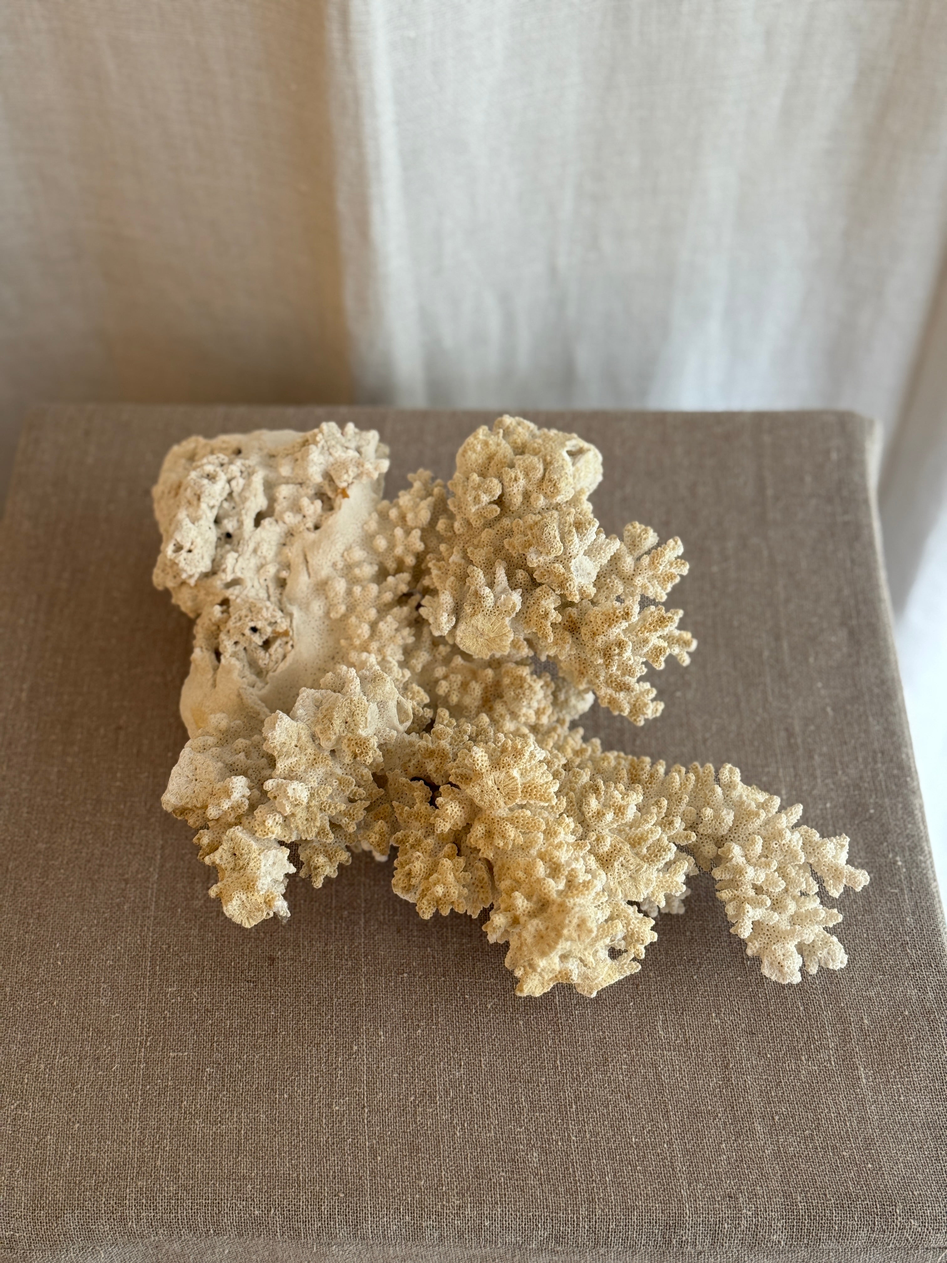 Korall fra 1950-tallet