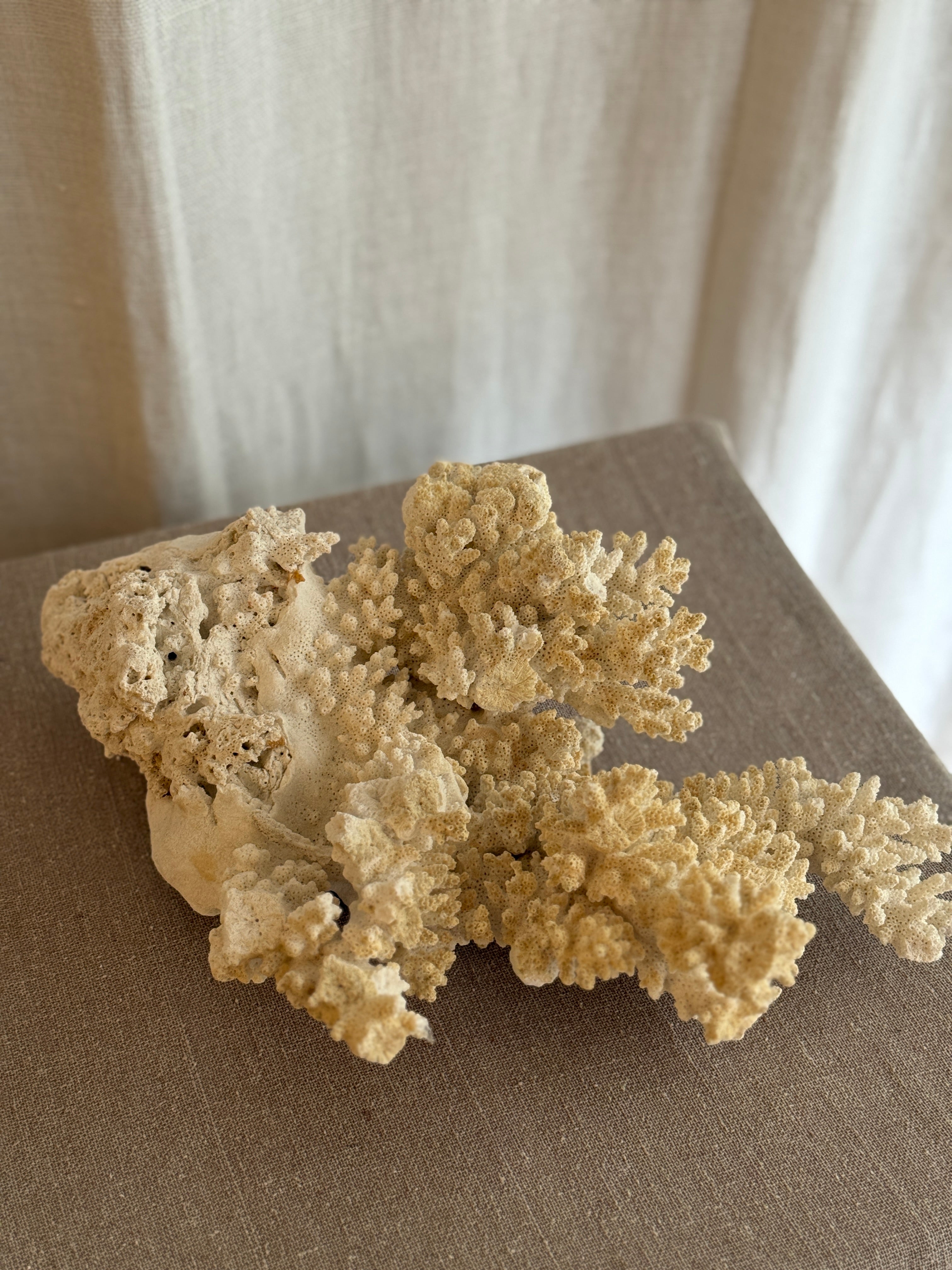 Korall fra 1950-tallet