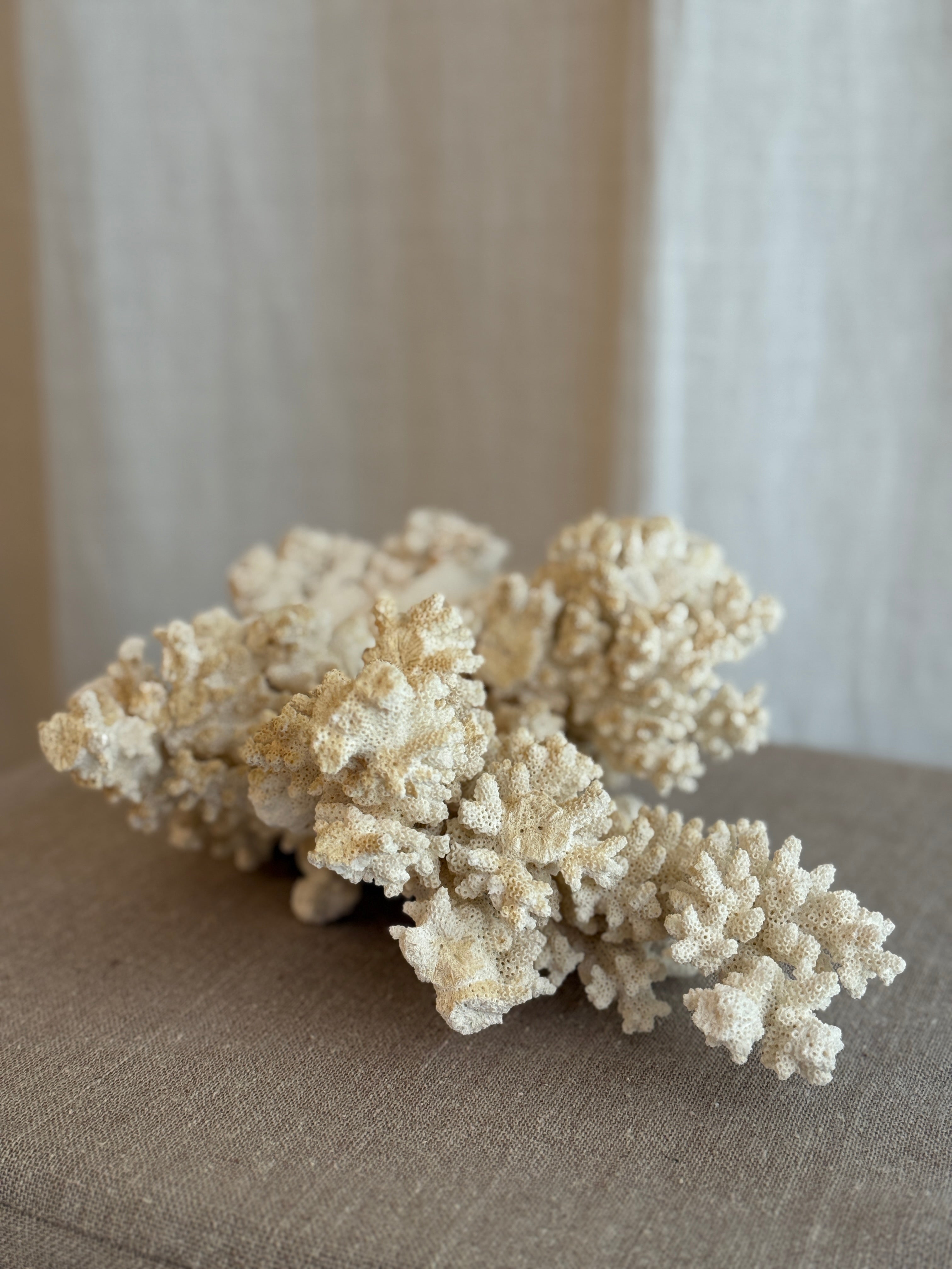 Korall fra 1950-tallet