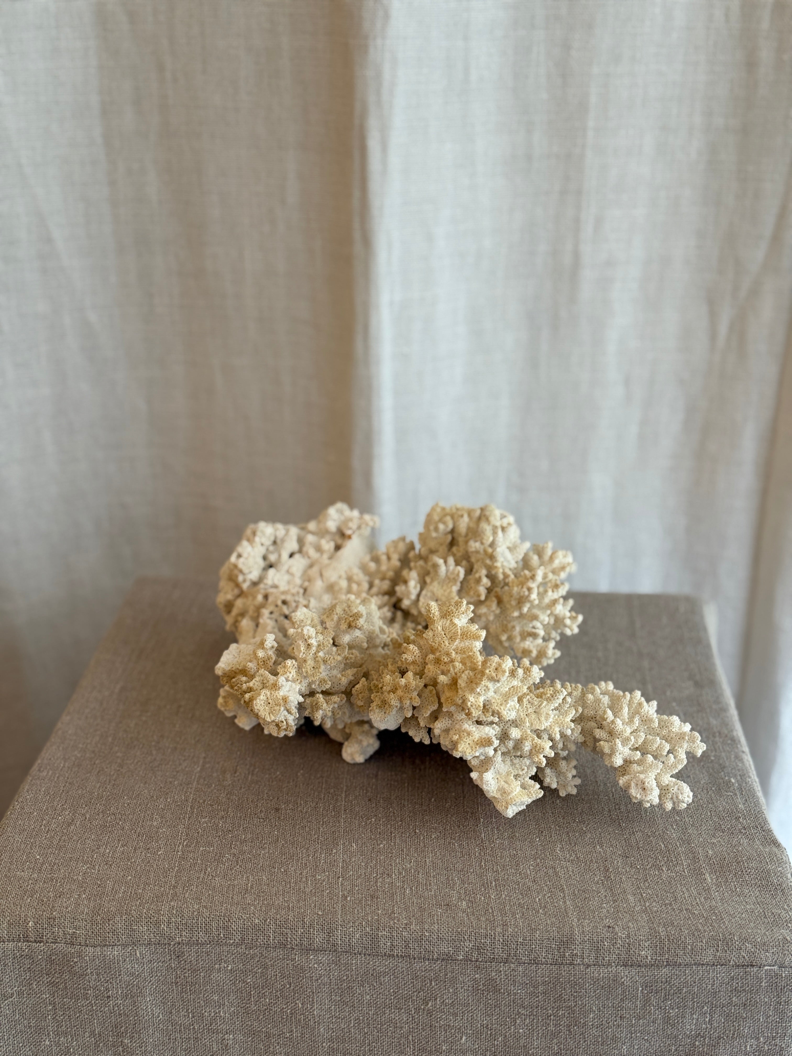 Korall fra 1950-tallet