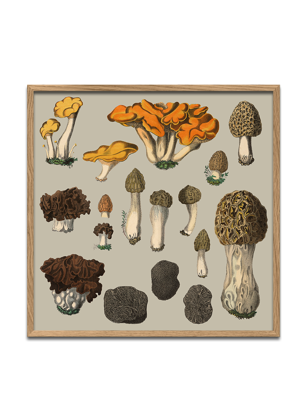 Fungi XII