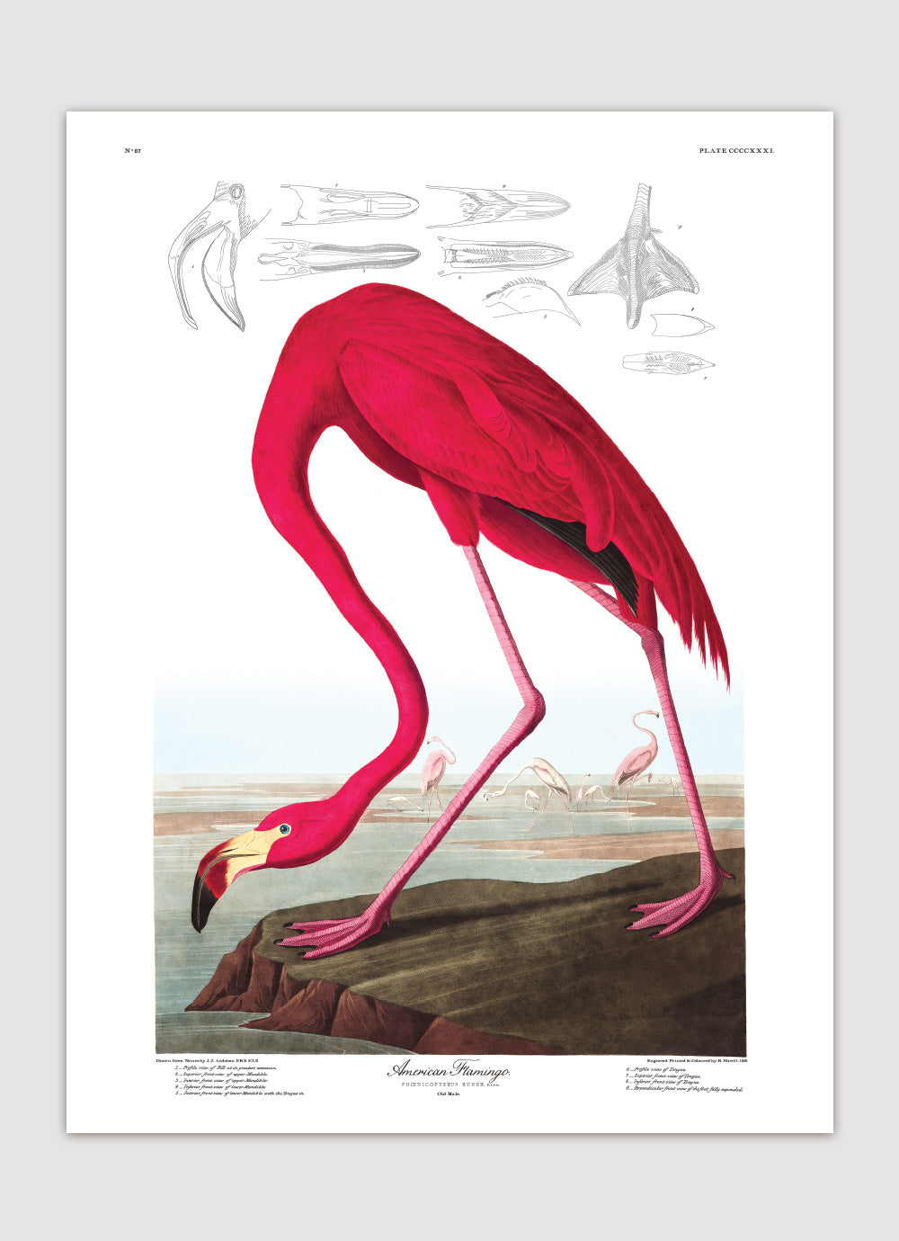 American Flamingo