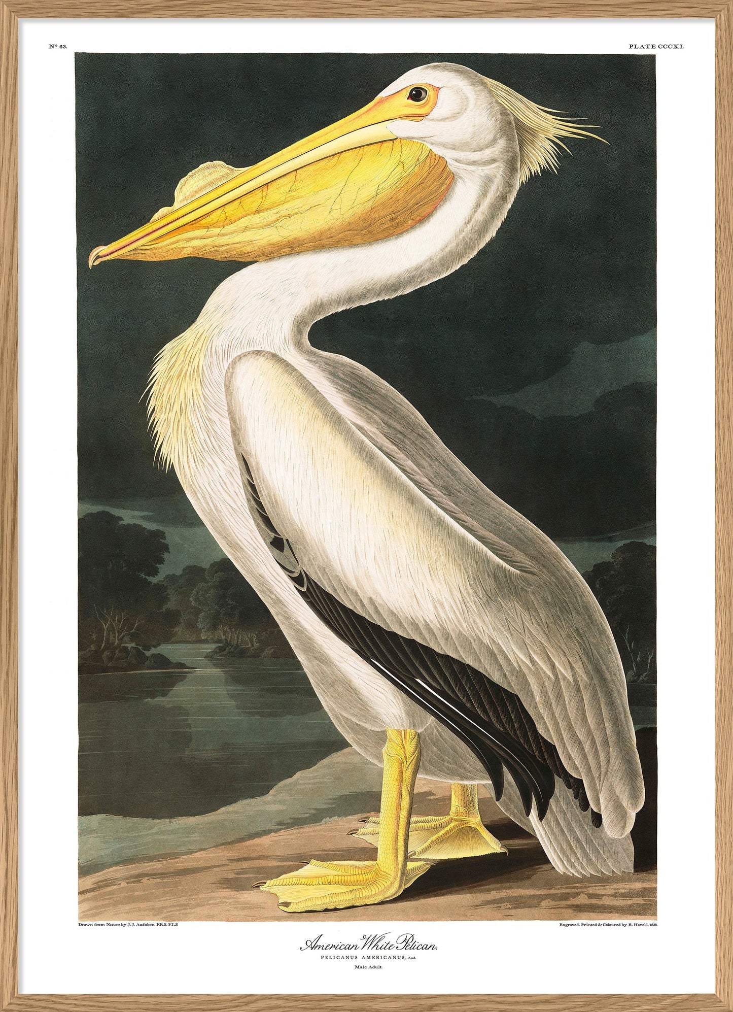 American White Pelican