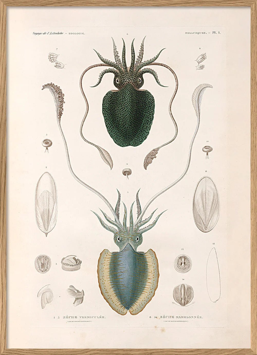 Mollusques - PL.1