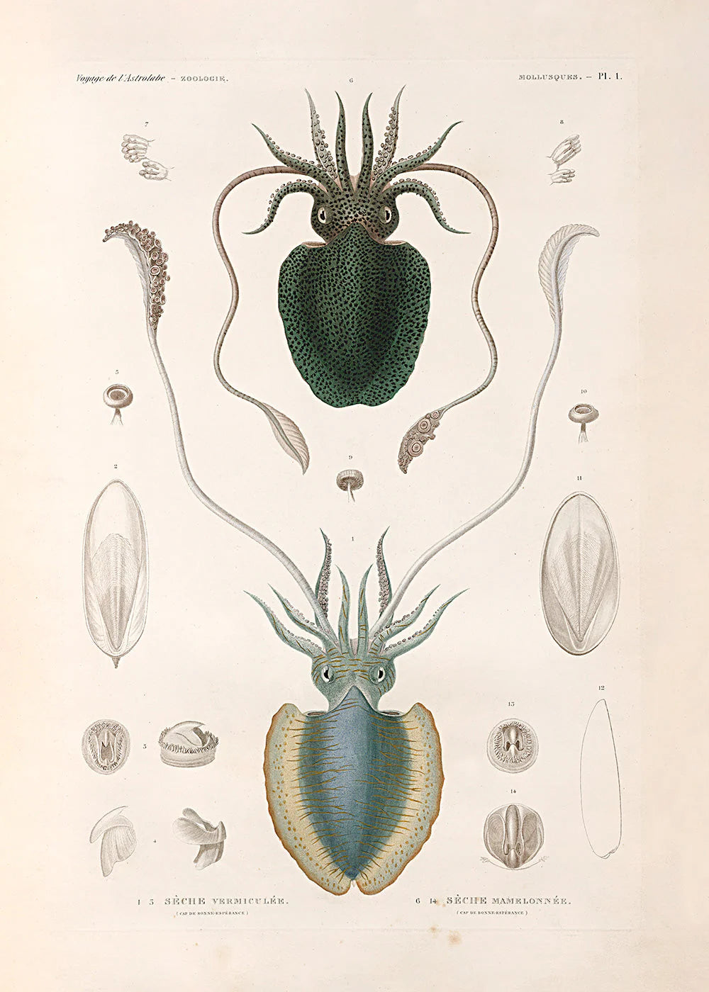 Mollusques - PL.1