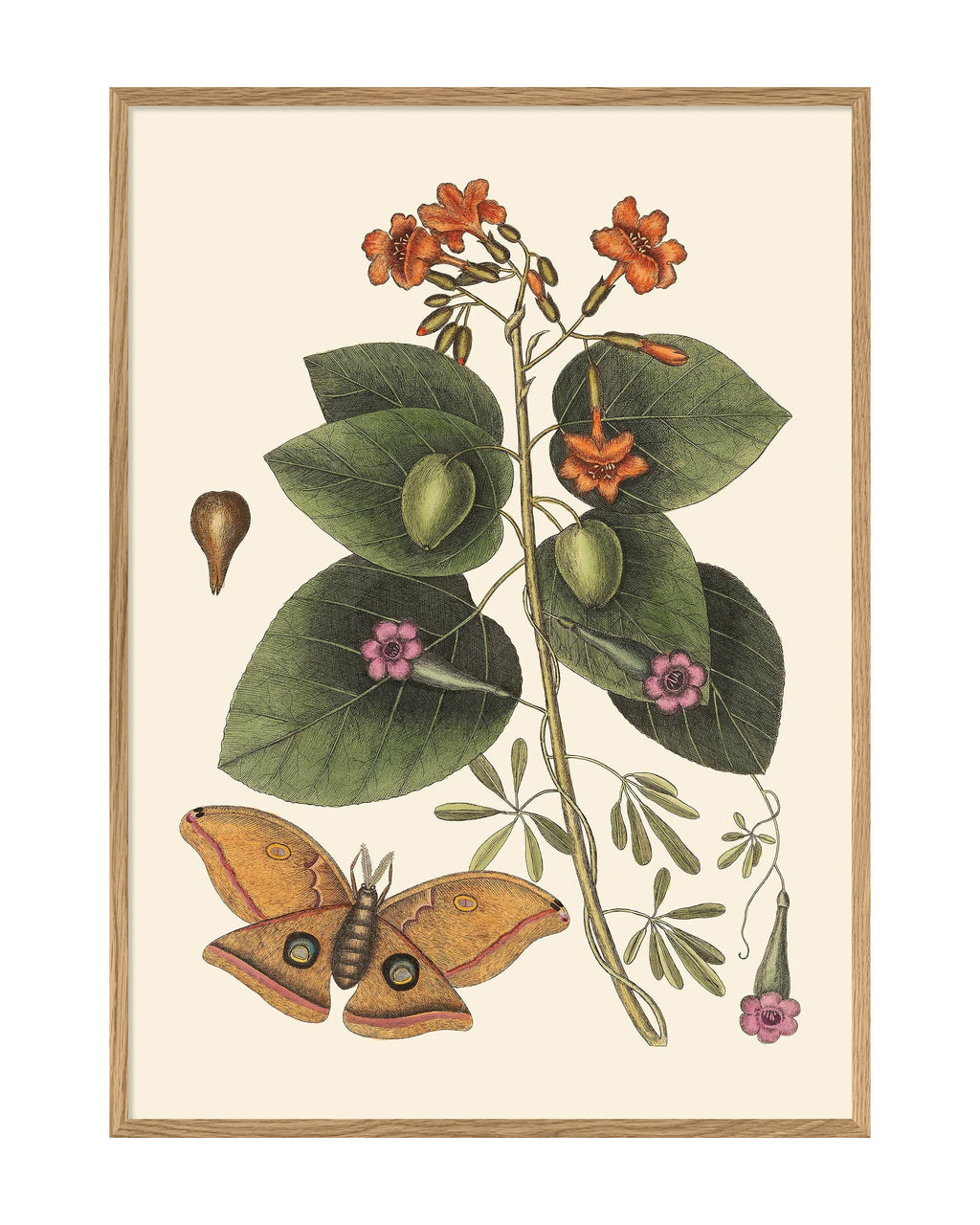 Orange Flower and Butterfly