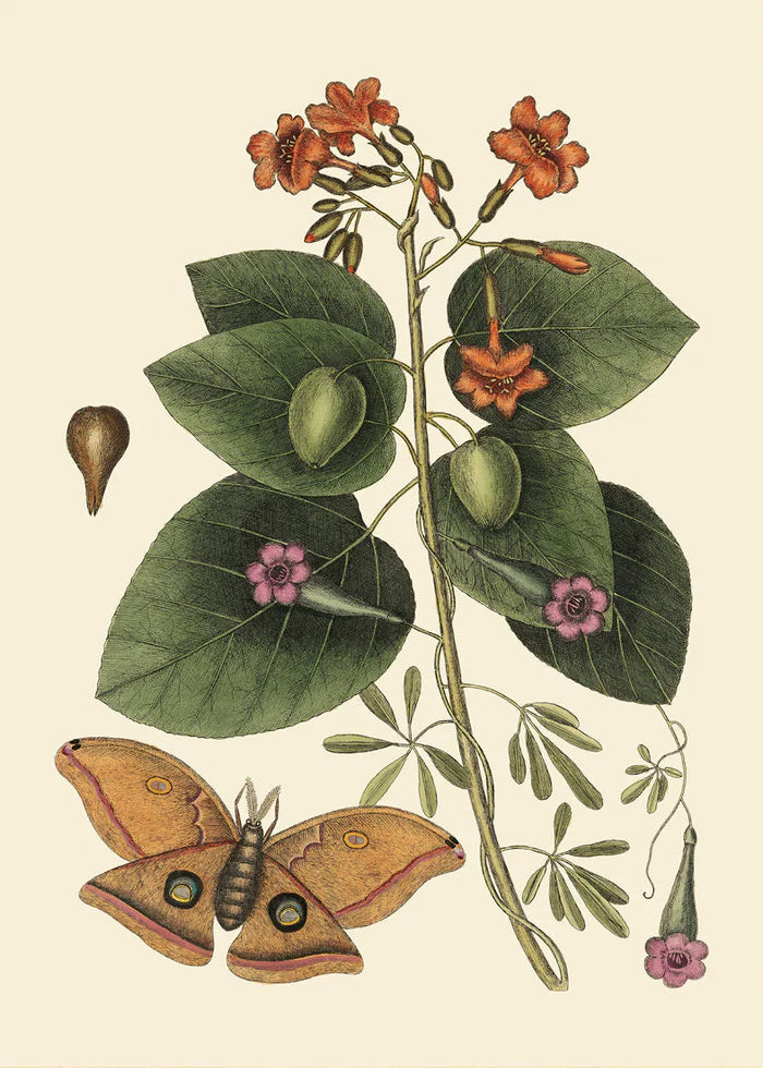 Orange Flower and Butterfly