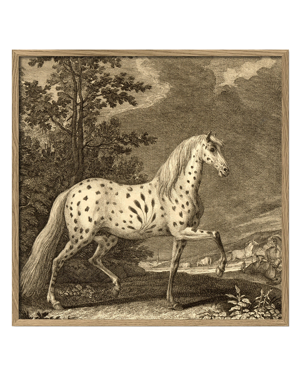 Appaloosa Horse