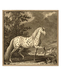 Appaloosa Horse