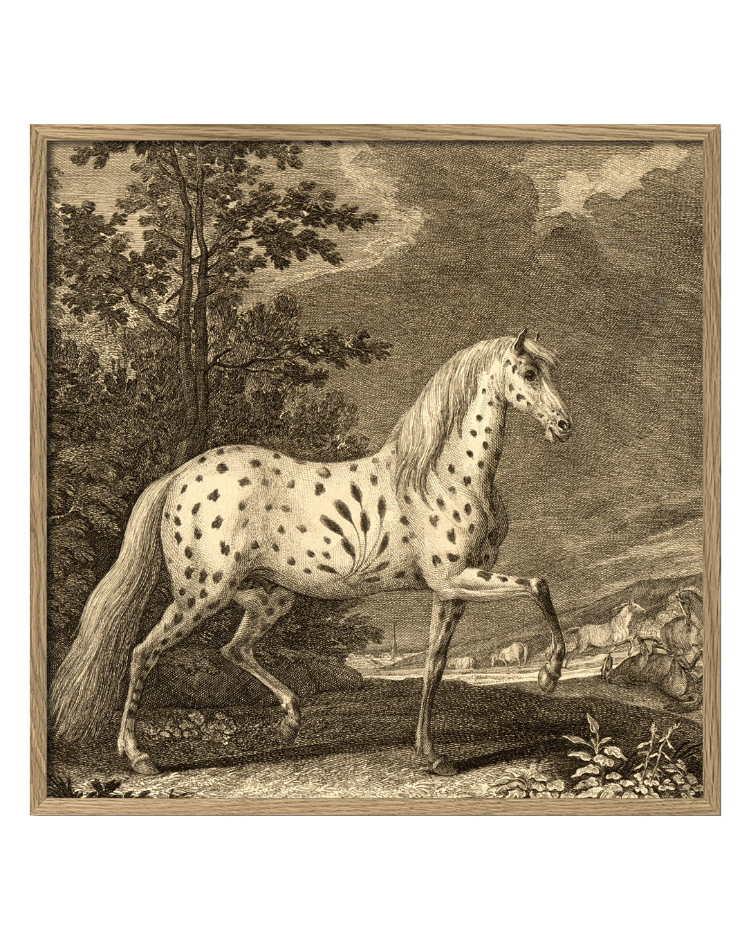Appaloosa Horse