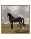 Majestic Black Horse