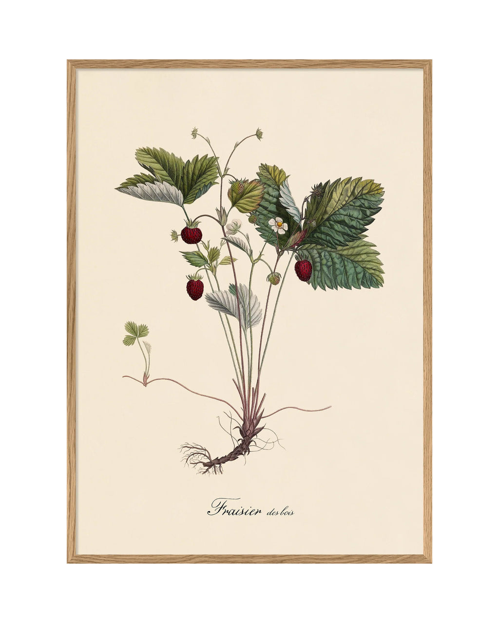 Fraisier Des Bois