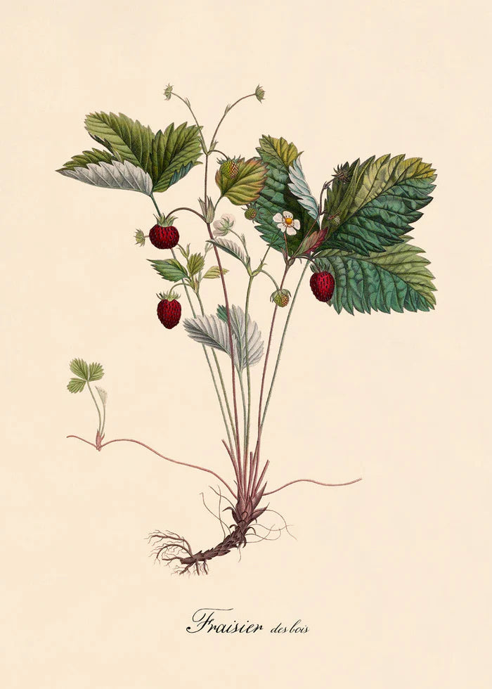 Fraisier Des Bois