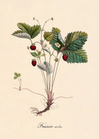 Fraisier Des Bois