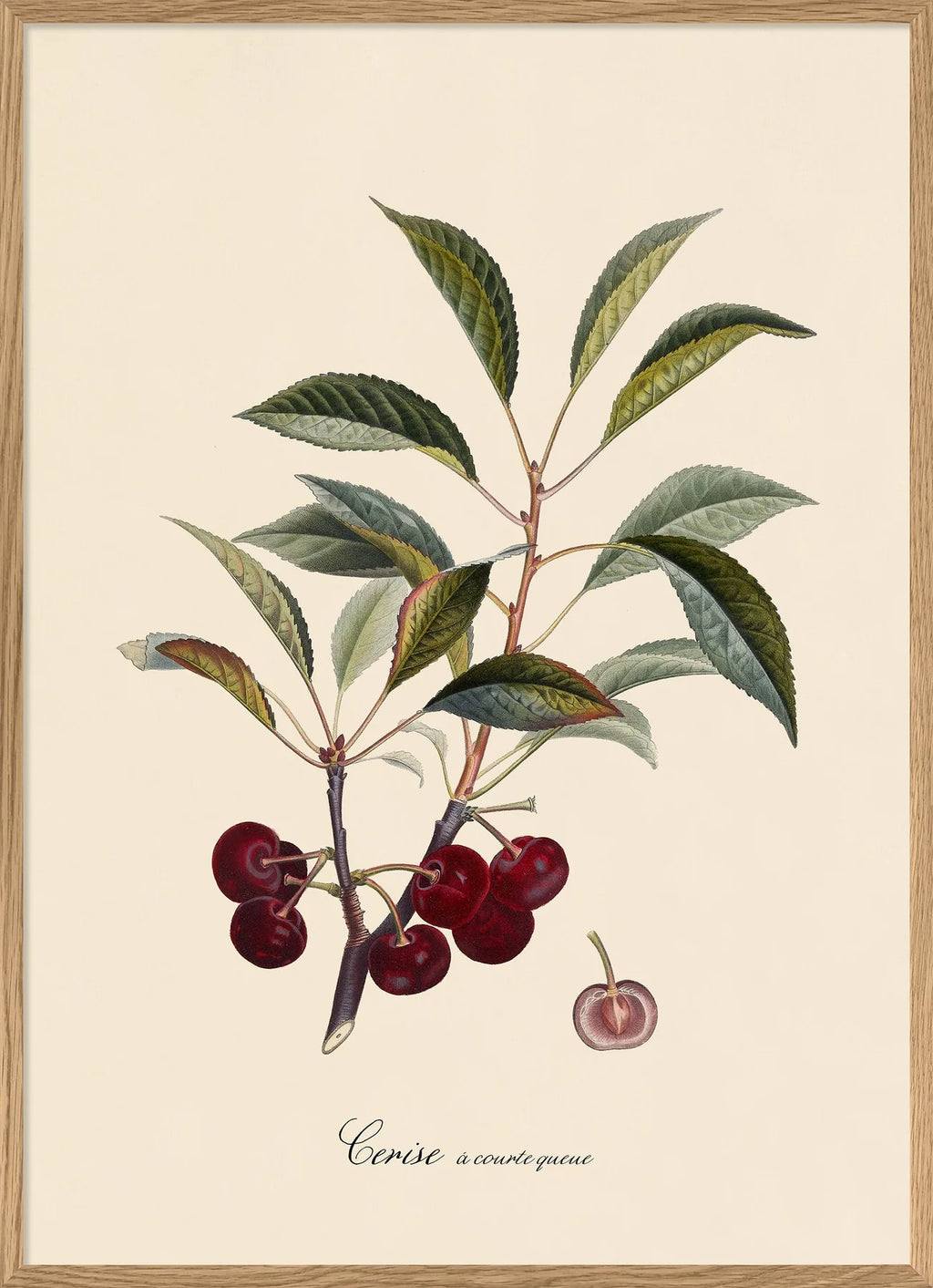 Cerise Á Courte Queue