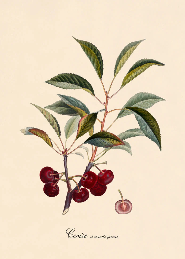 Cerise Á Courte Queue