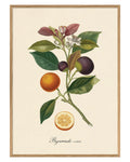 Bigarrade Violette