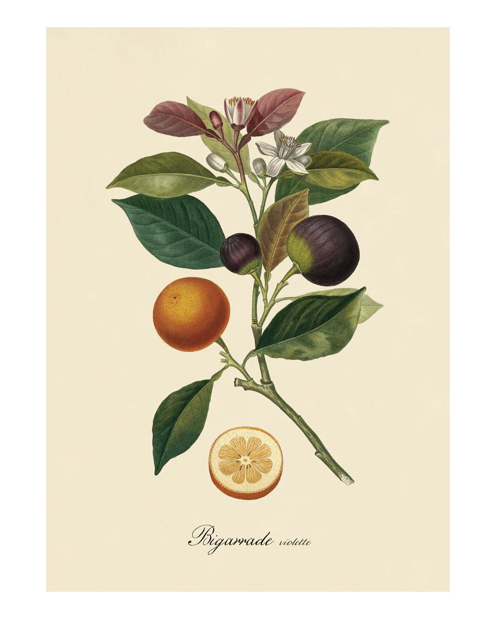 Bigarrade Violette