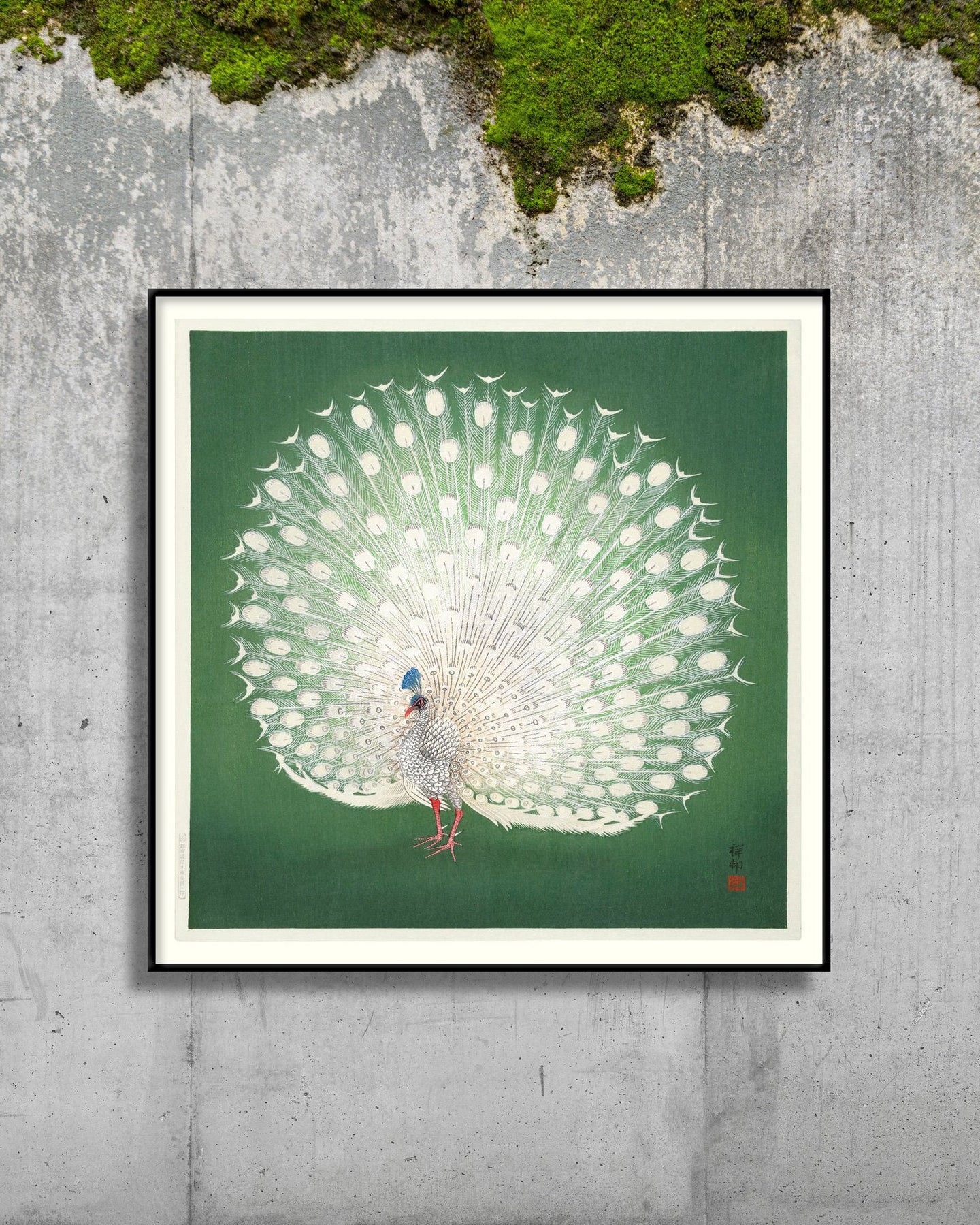Peacock On Green