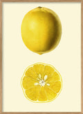 Lemon