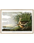 Long Billed Curlew