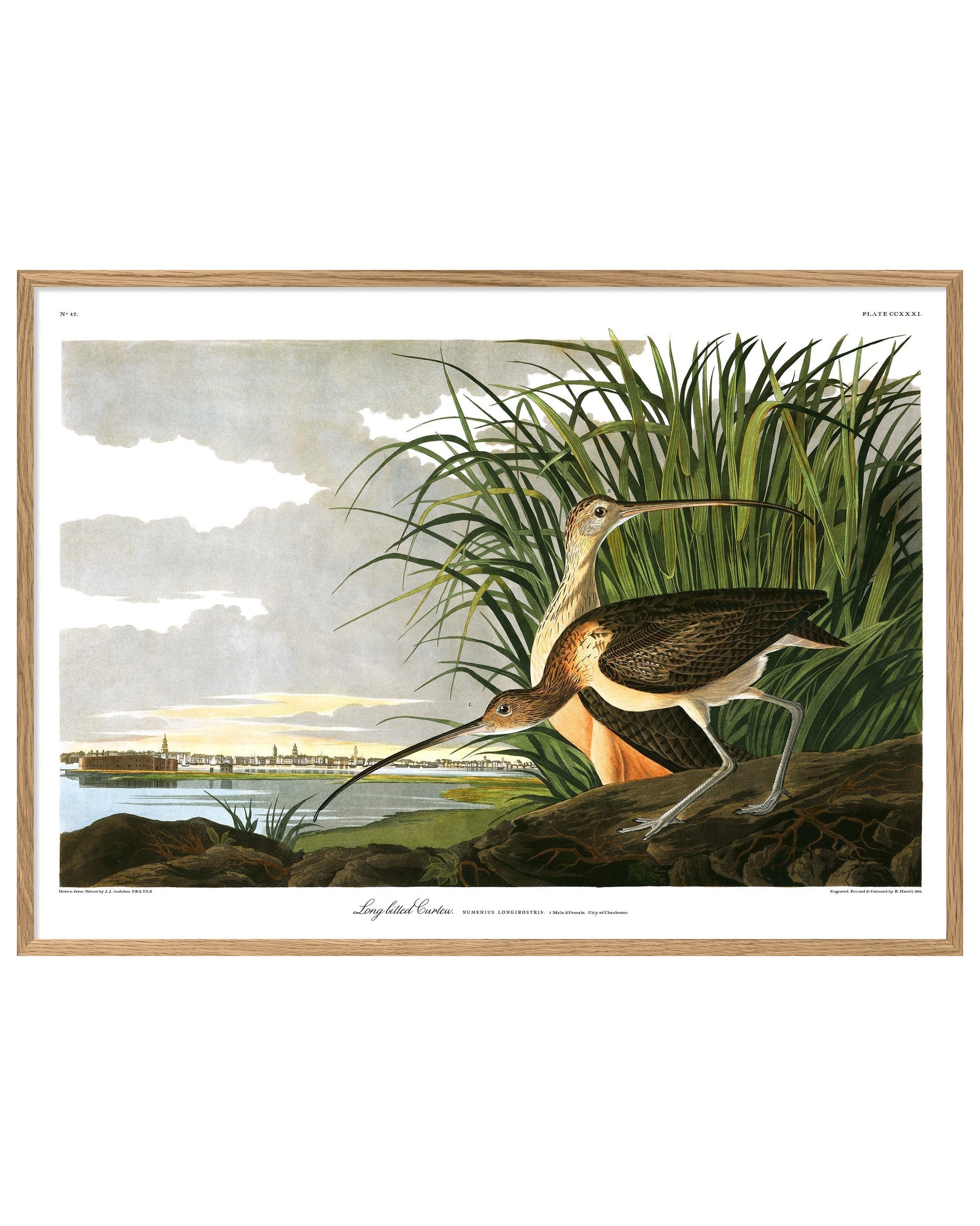 Long Billed Curlew