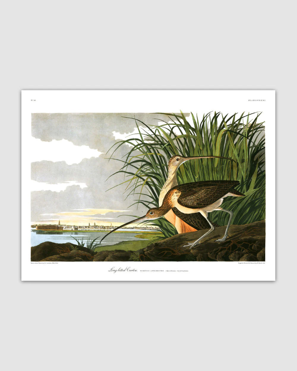 Long Billed Curlew