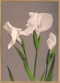Iris Kaempferi