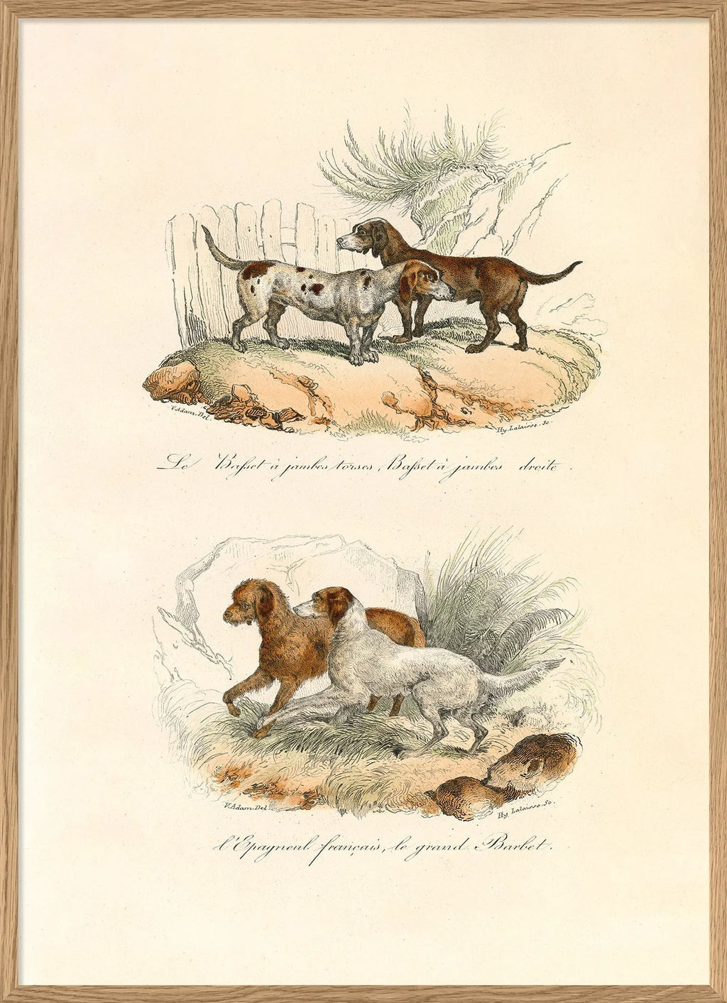 Le Dogue