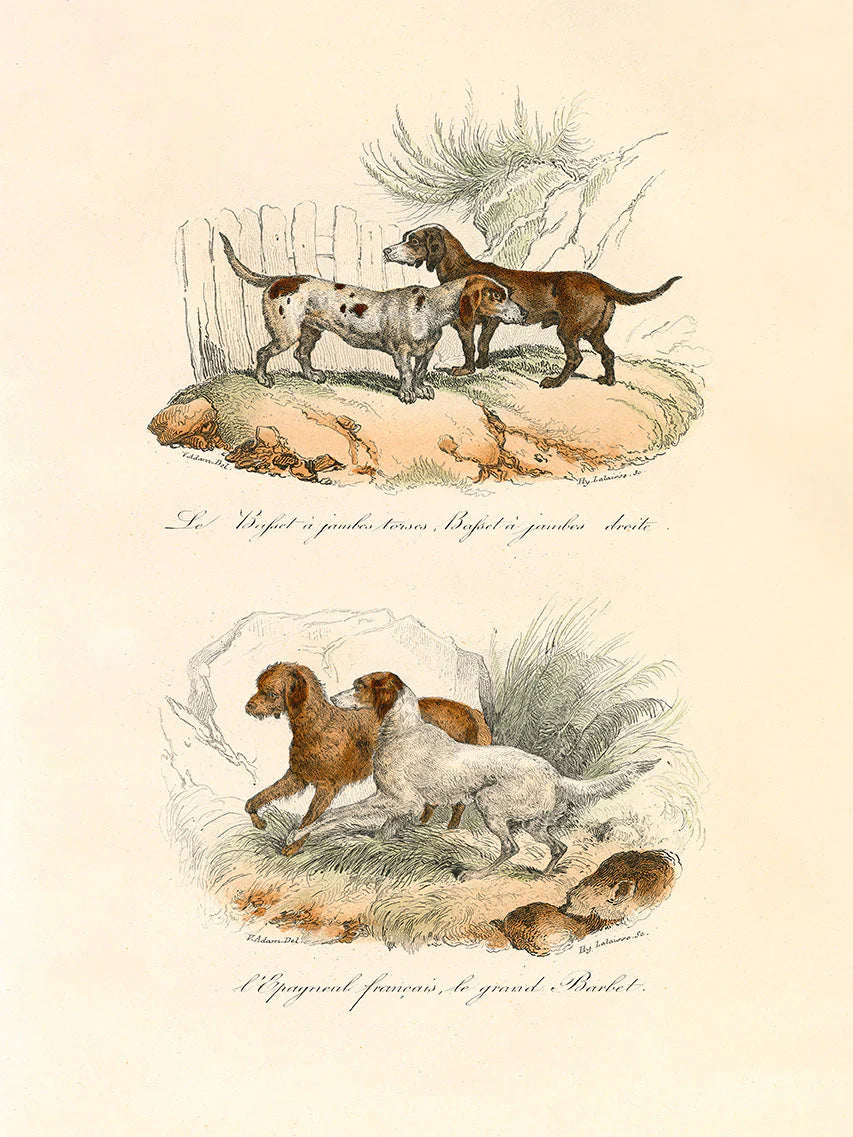 Le Dogue
