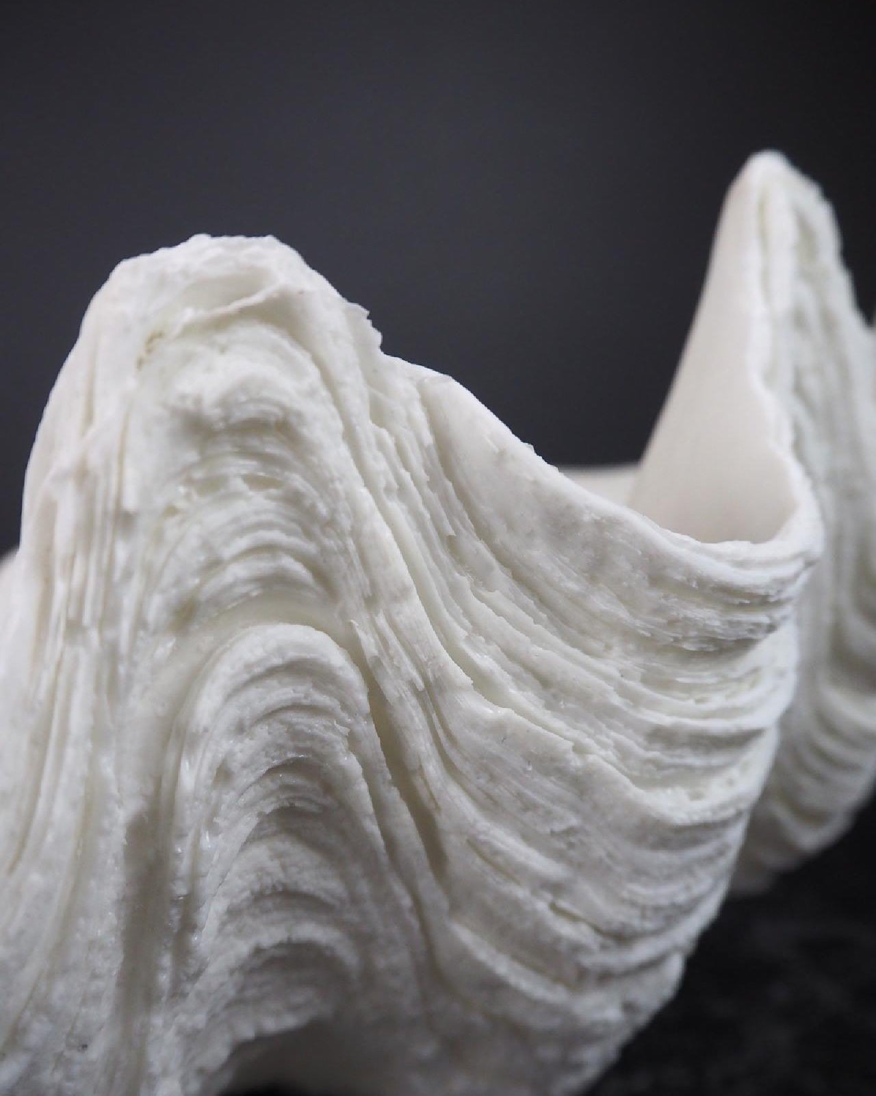 The Puerto Galera Skjell