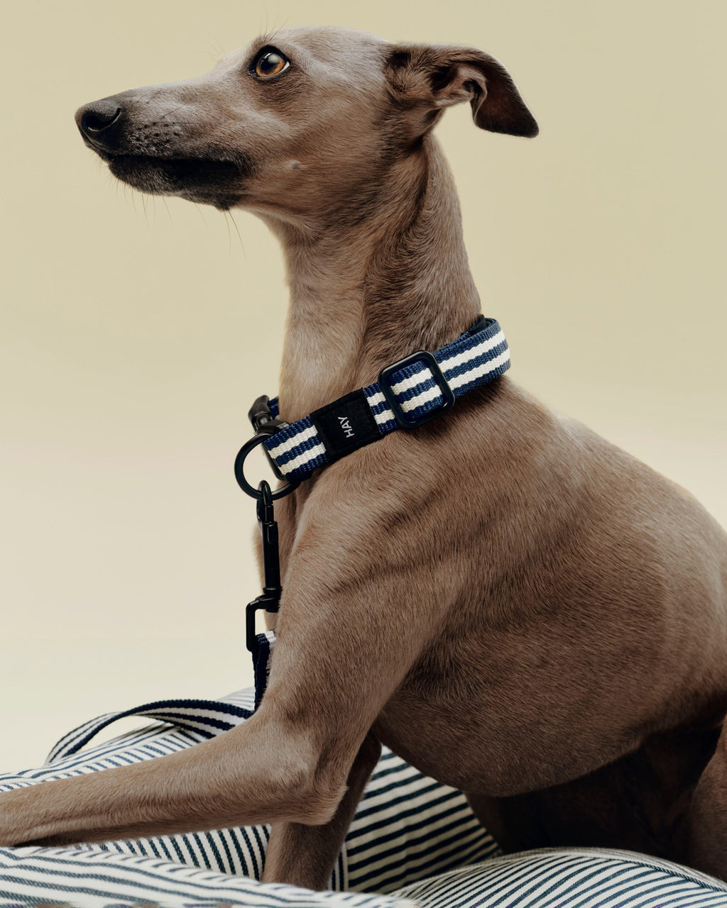 Halsbånd Hund - Blå/Hvit