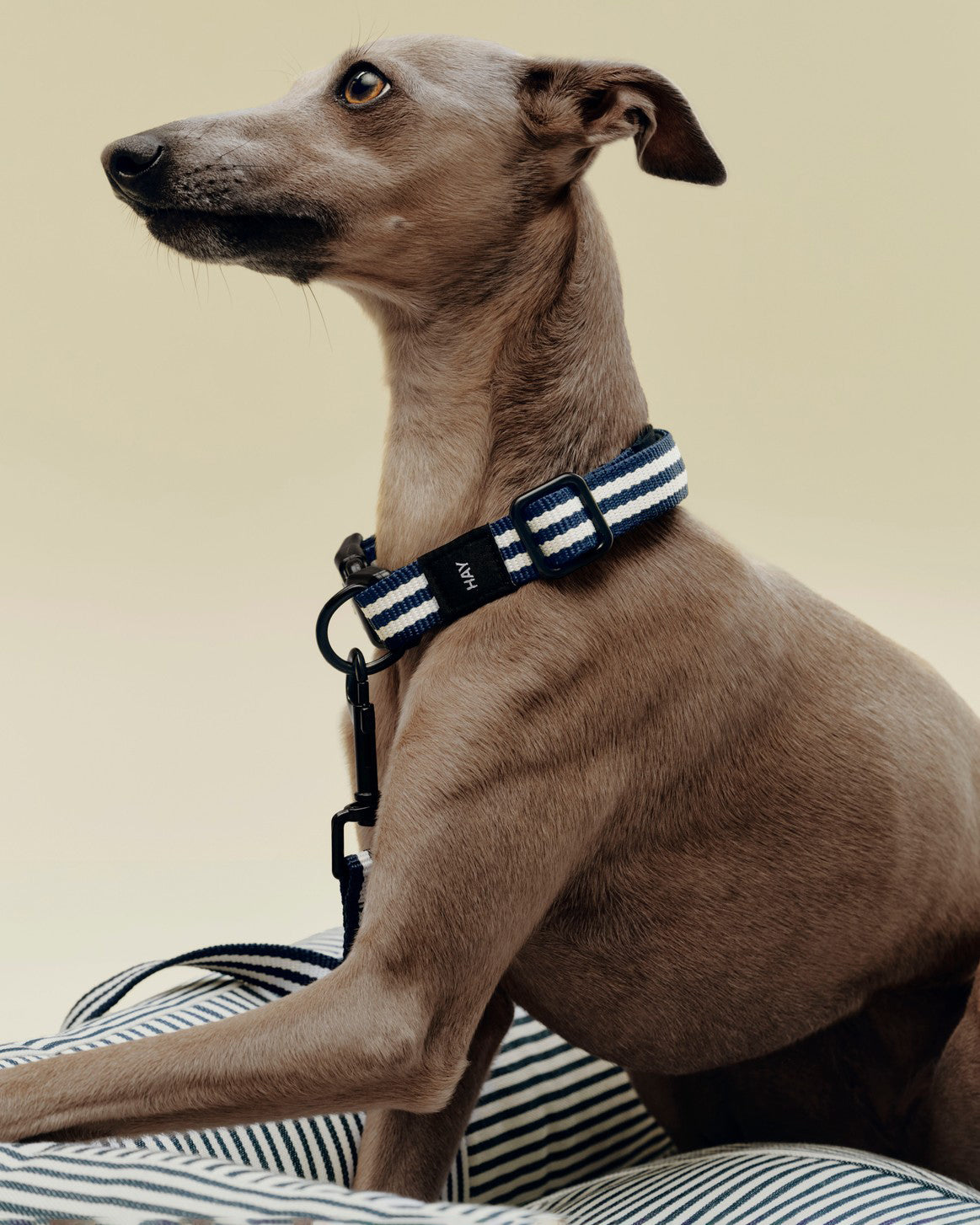 Halsbånd Hund - Blå/Hvit