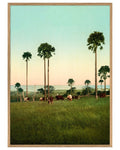 Cabbage Palms of Illawarra, Australia