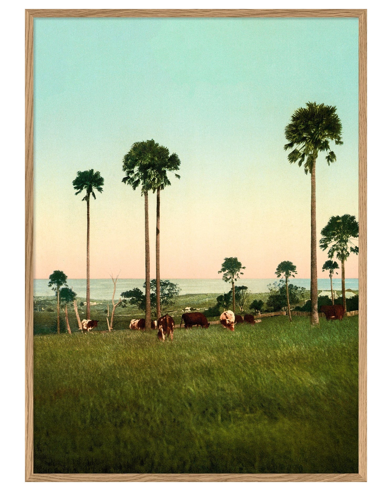 Cabbage Palms of Illawarra, Australia
