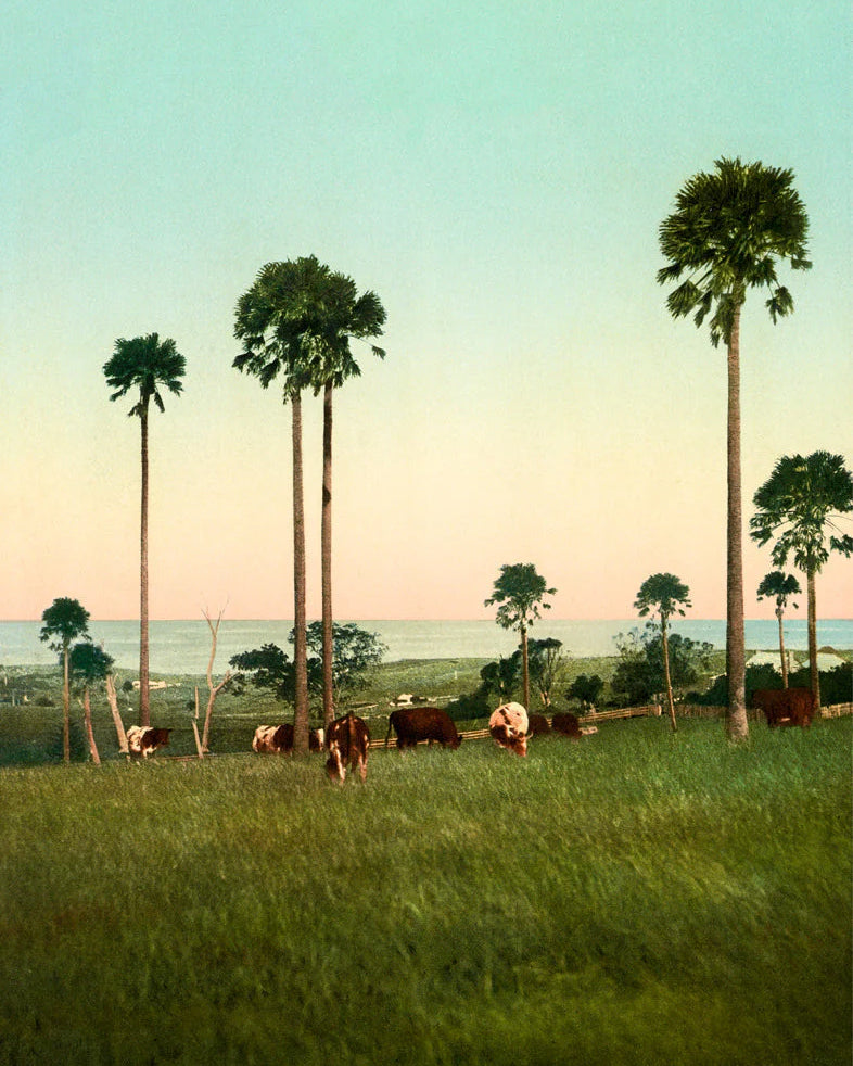 Cabbage Palms of Illawarra, Australia