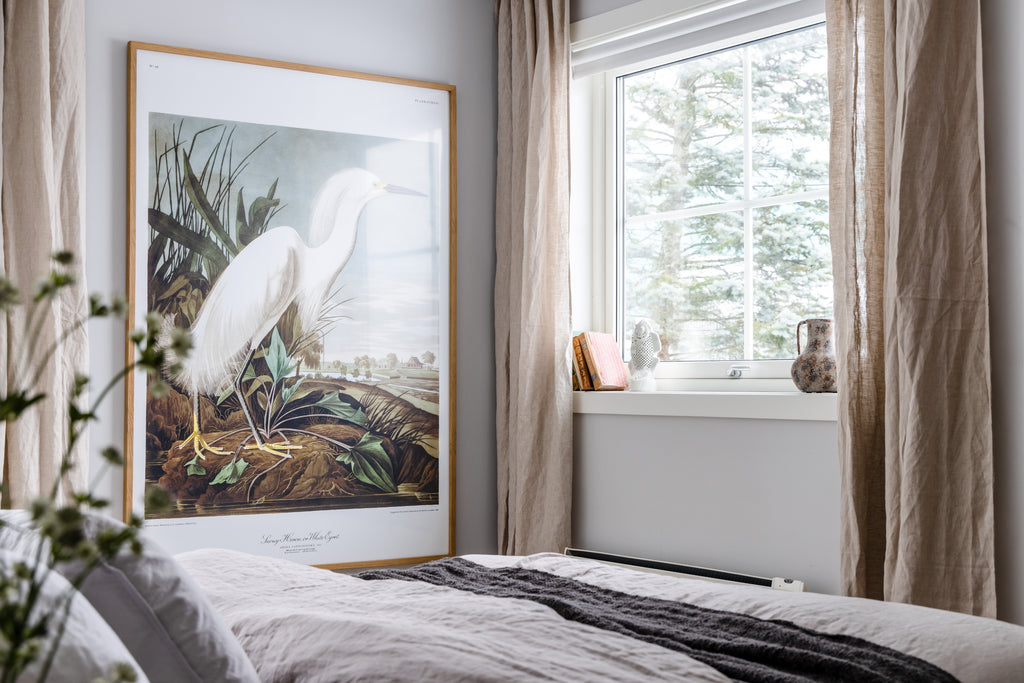 Snowy Heron
