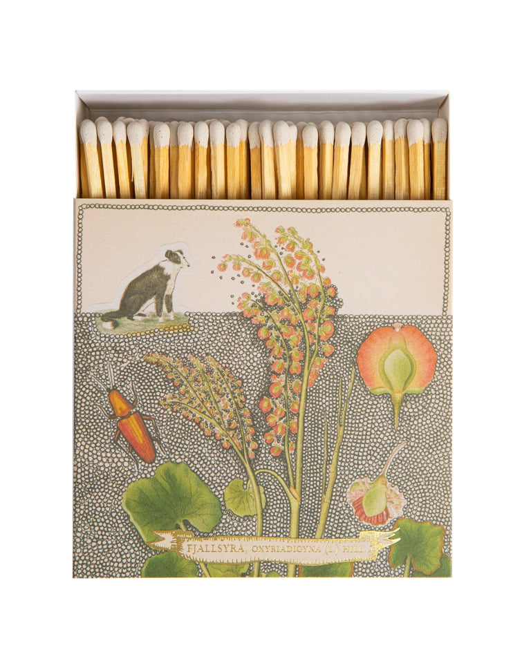 Chien Botanical Drawing - Fyrstikker