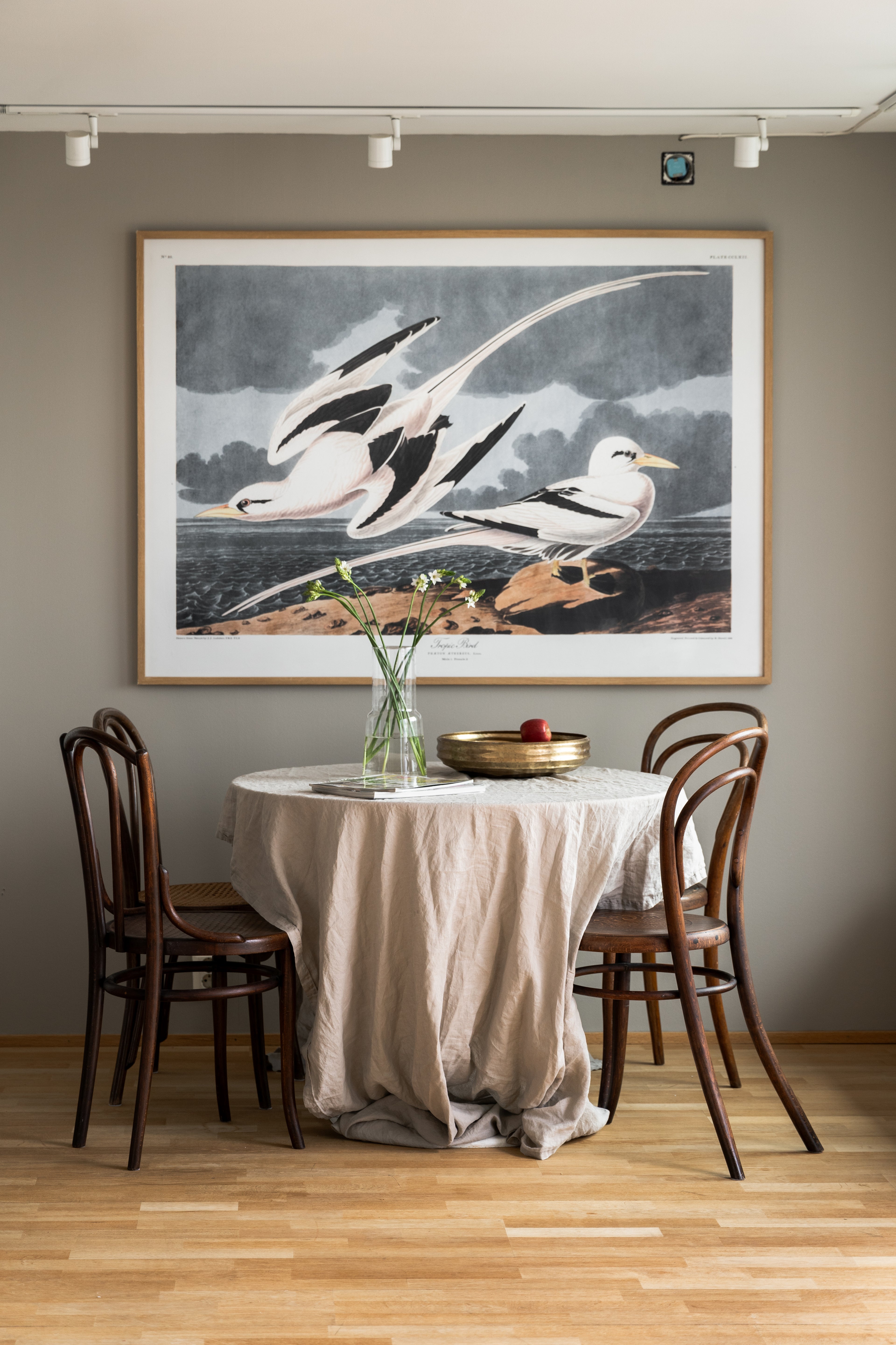 Tropic Bird