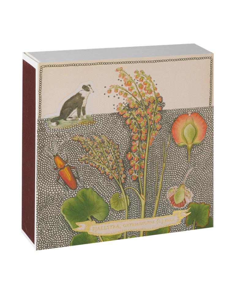 Chien Botanical Drawing - Fyrstikker