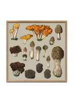 Fungi XII