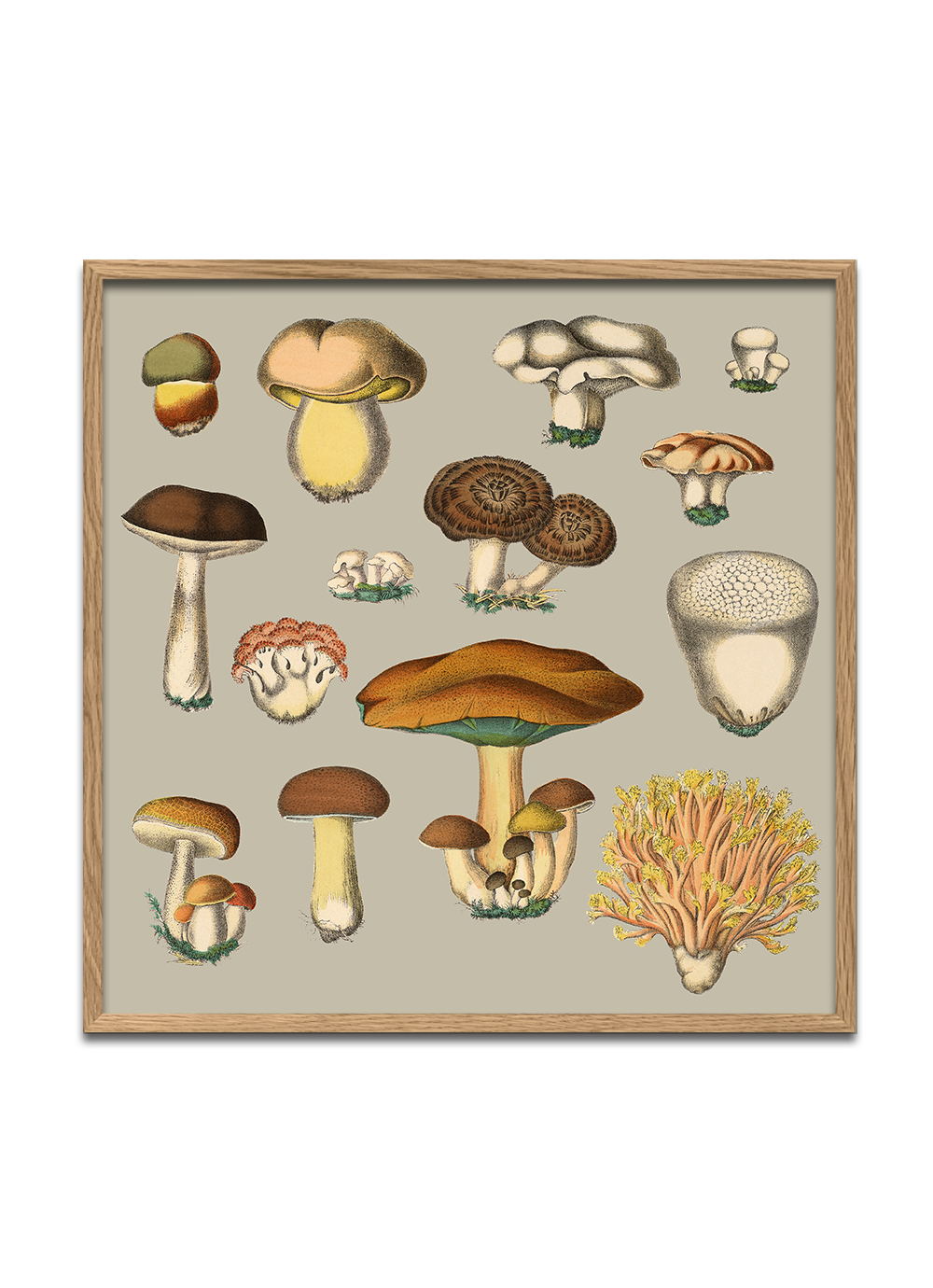 Fungi XIII