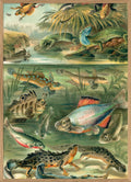 Water Animals