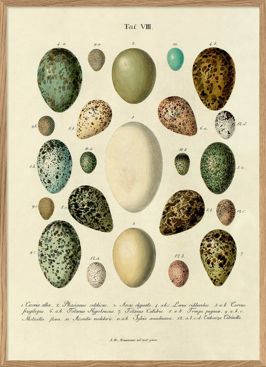 Eggs Tab VIII