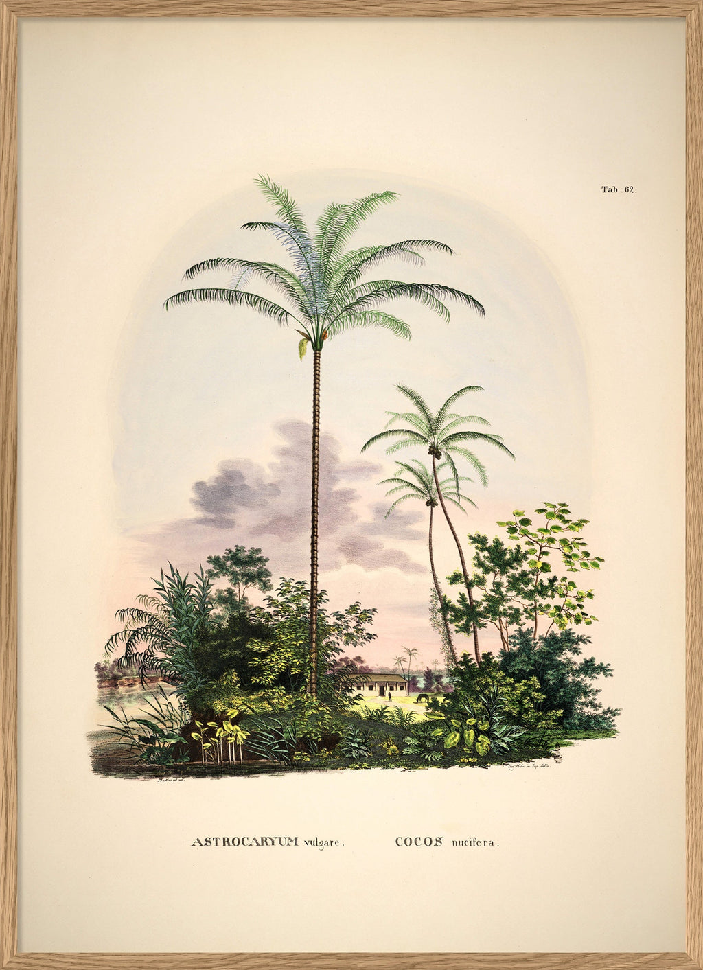 Astrocaryum vulgare. Cocos