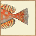 Blotched Bigeye (Priacanthus Carolinus) Tail