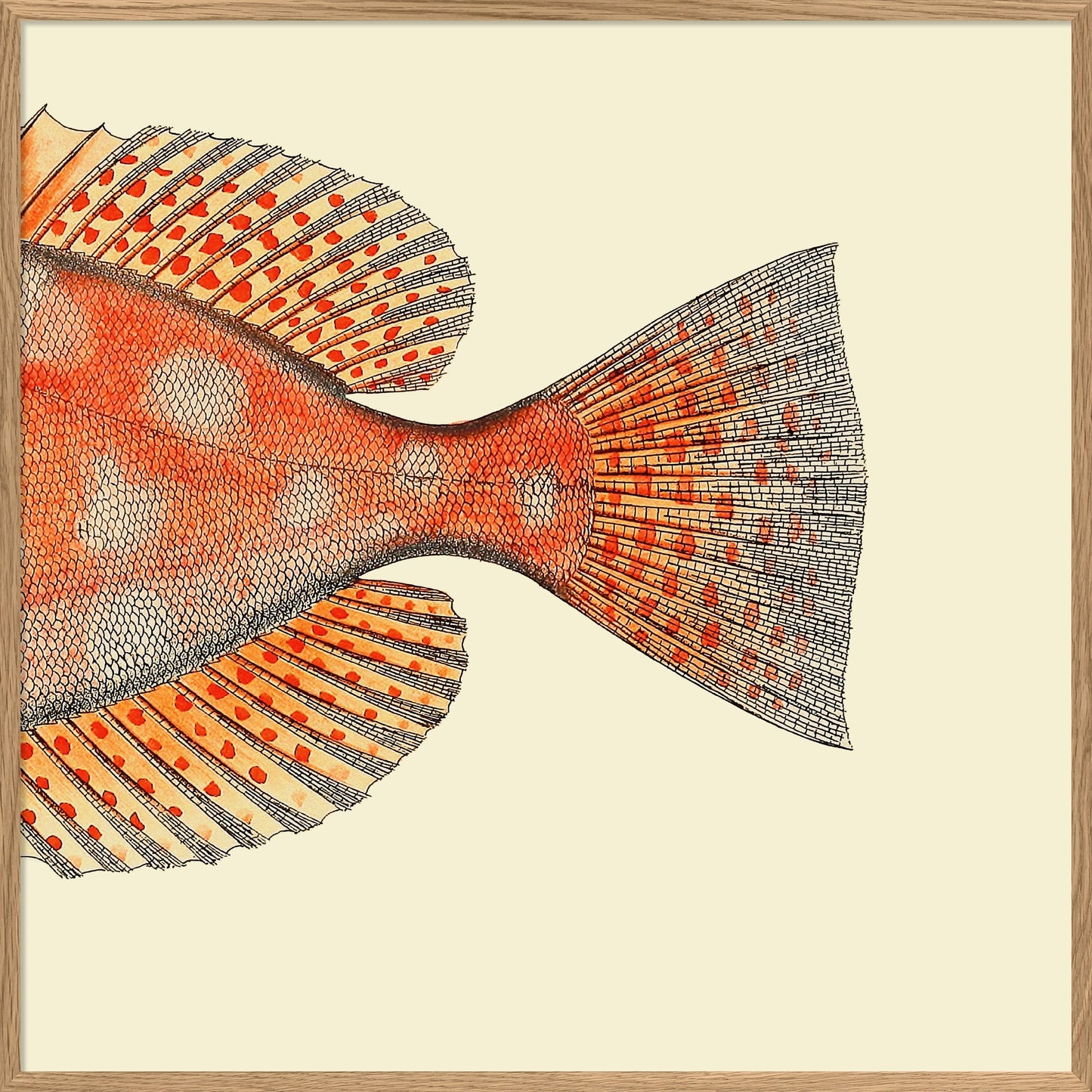 Dotted Orange Fish Tail