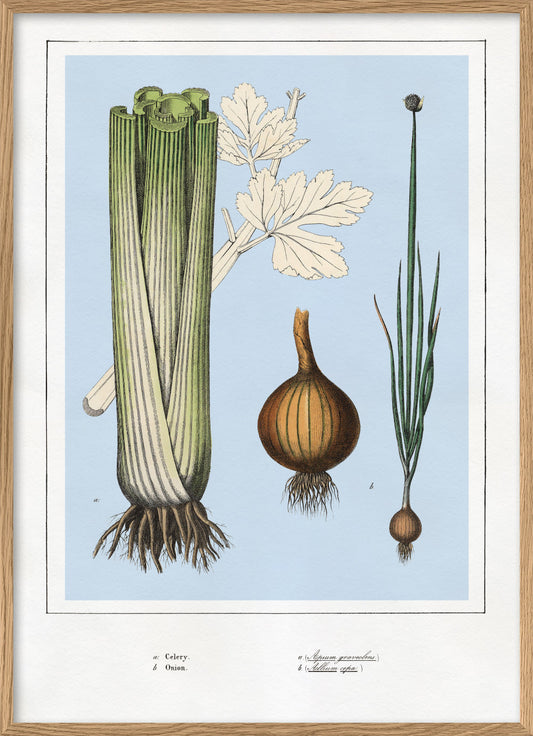 Celery and Onions