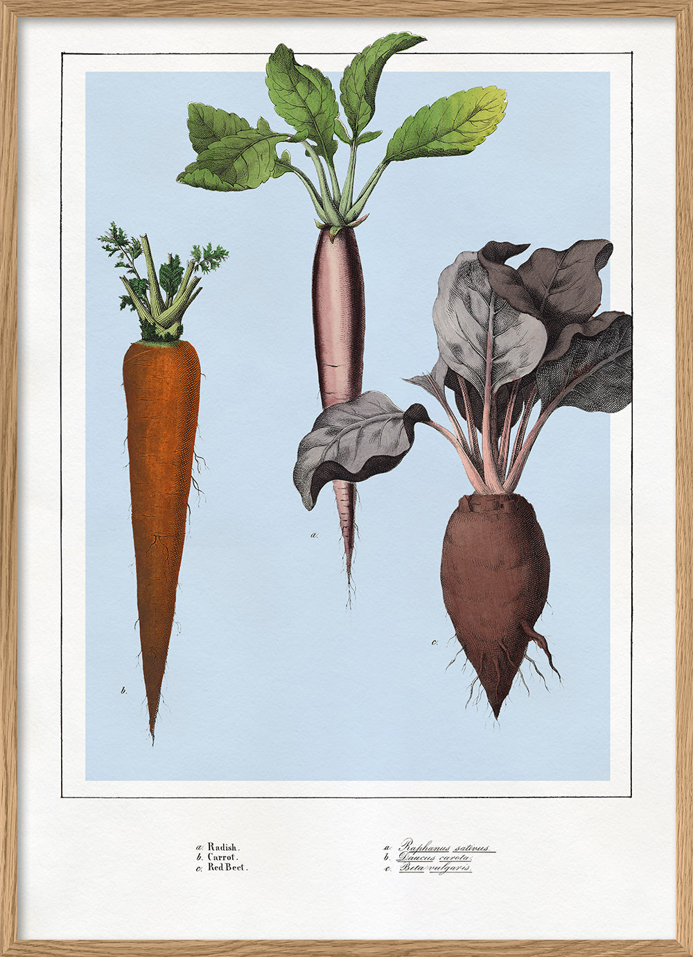 Radish, Carrot and Red-Beet