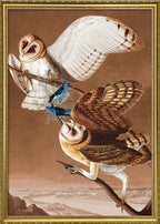Barn Owl